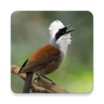 white-crested laughingthrush sounds android application logo